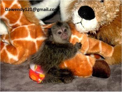 Finger Baby Marmoset Monkeys available for sale
