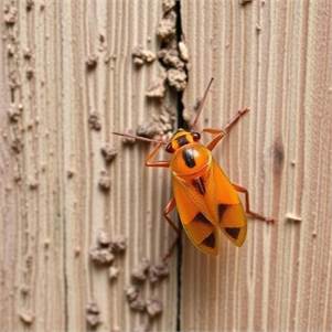 Boxelder Bug Control Vaughan - Same-day Emergency Service