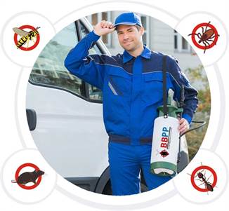 Carpenter Wasp Removal service Woodbridge – Same-day Emergency Service Ontario