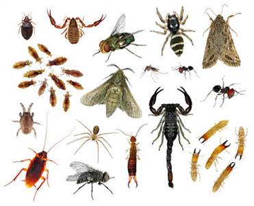 Wasp Nest Removal Maple – Same-day Emergency Service Ontario