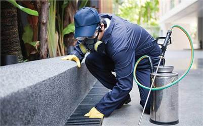 Carpenter Wasp Removal service Vaughan – Same-day Emergency Service Ontario