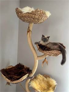 Natural Sheepskin Cat beds 50cm, 70cm, High Quality