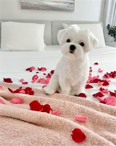 PureBred Teacup Maltese puppies Ready