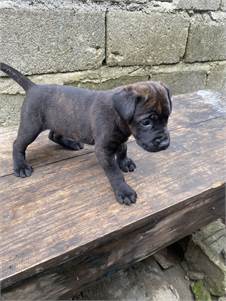 Beautiful Cane Corso puppies looking for their forever homes!