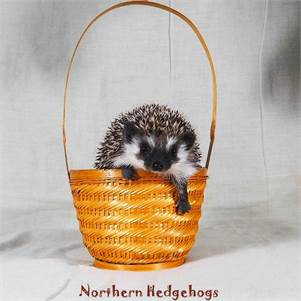 Pedigreed Hedgehog Babies from Ethical Breeder