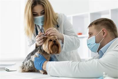 Want Safe Pet Medications from an Online Pet Pharmacy in Canada?