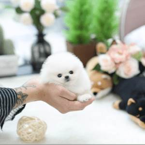 Gorgeous Teacup Pomeranian Puppies for sale