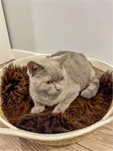 Natural Sheepskin Cat beds 50cm, 70cm, Premium