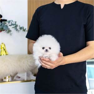 Healthy Teacup Pomeranian Puppies for sale