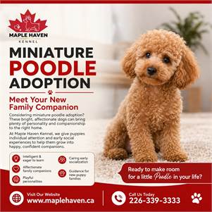 Bichon Frise Puppies Raised With Care