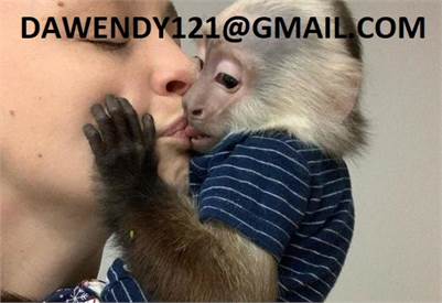 Intelligent Baby Capuchin Monkeys for sale