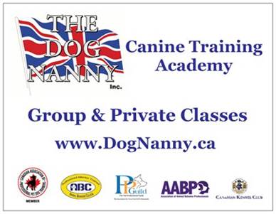 Dog Training Classes Puppy to Advanced Levels